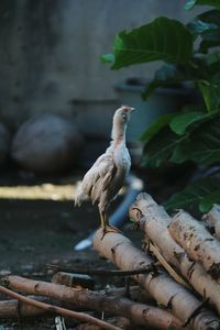 Close-up of bird perching on a plant