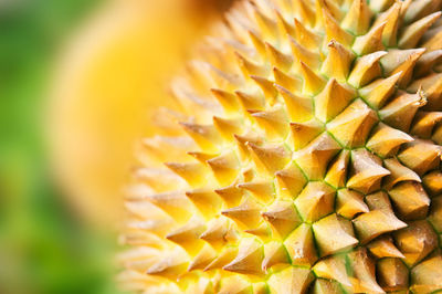 Close-up of yellow flowering plant