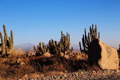 Cactus growing on field against clear blue sky