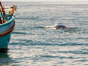 Boat in a sea