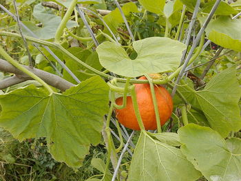 Close-up of pumpkins on plant