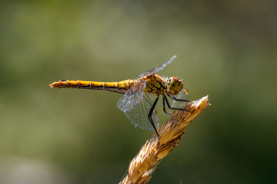 Close-up of dragonfly on plant