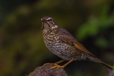 Close-up of bird perching on a plant