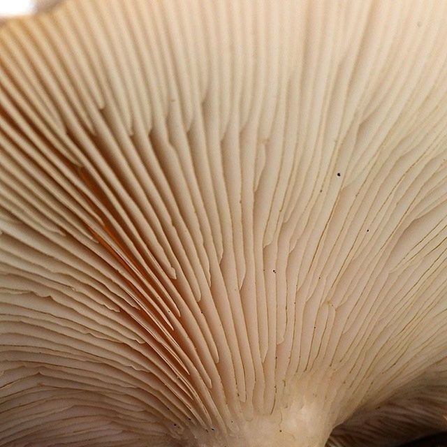 Gills