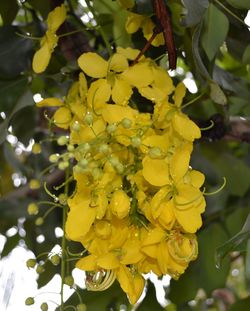 Close-up of yellow flowers