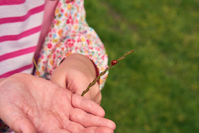 Closeup of hand holding plant with ladybug