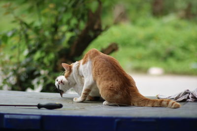 Side view of a cat sleeping