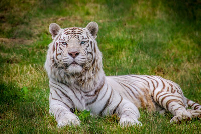 Tiger in a field