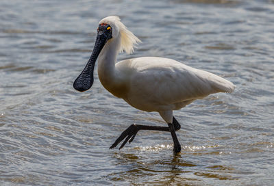 Royal spoonbill