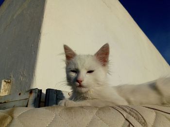 Portrait of a white cat looking away