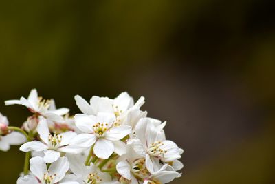 Close-up of white flowers