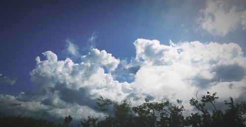 Low angle view of trees against sky