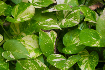 Full frame shot of fresh green leaves