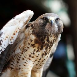 Close-up of a bird