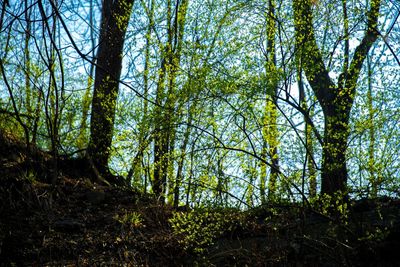 Low angle view of trees in forest