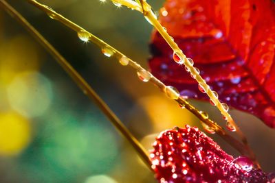 Close-up of red berries on plant