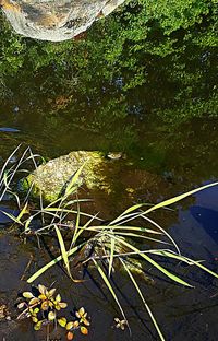 High angle view of plants by lake