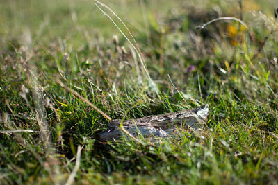 Close-up of grass on field