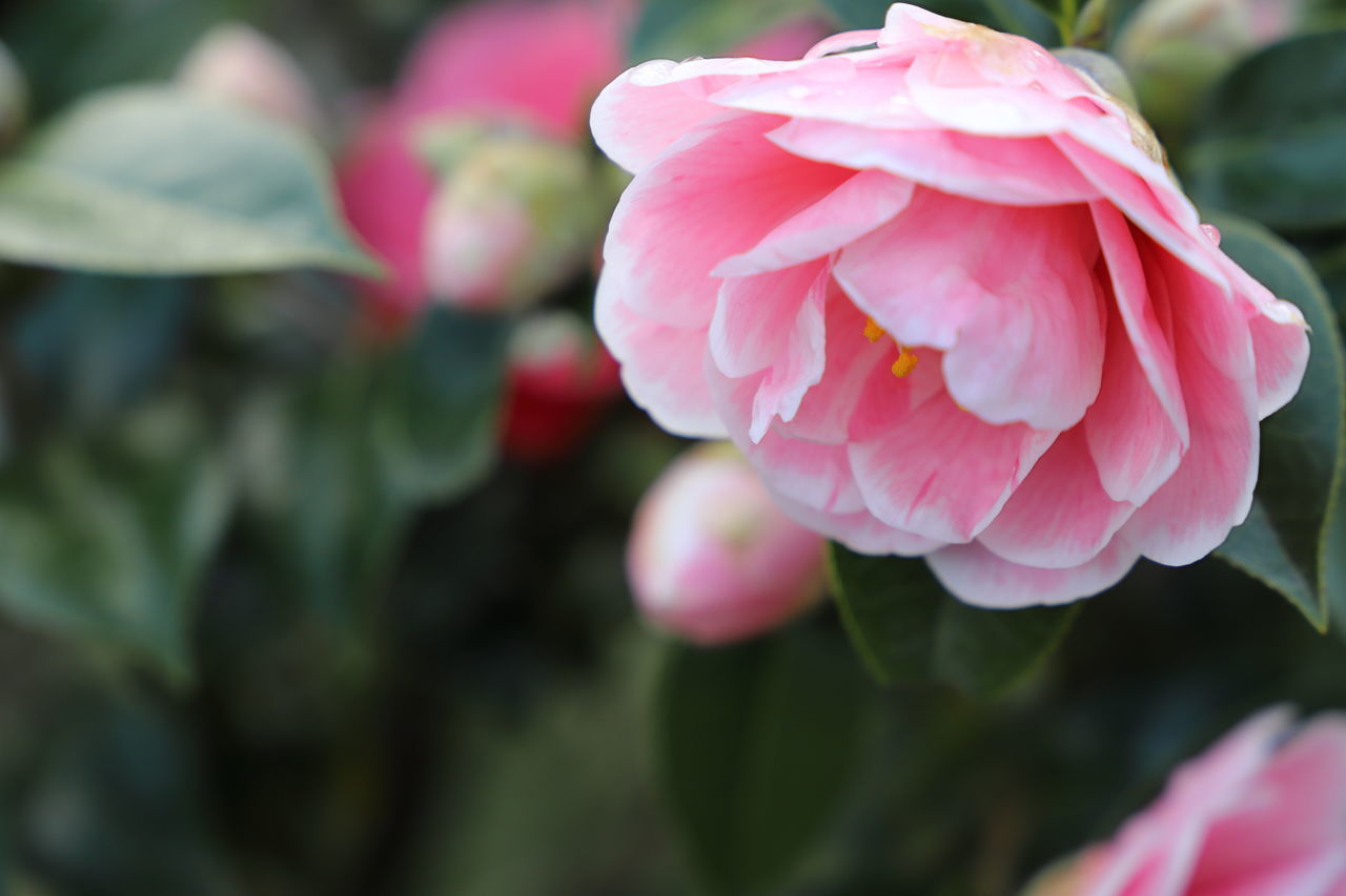 CLOSE-UP OF PINK FLOWER