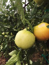 Close-up of fruit growing on tree