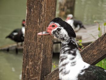 Close-up of bird on wooden post