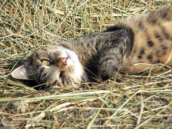 High angle view of cat lying on field