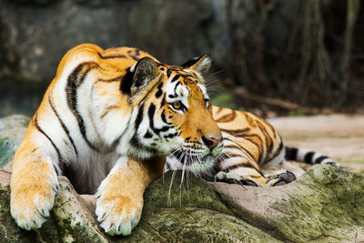 Close-up of a tiger
