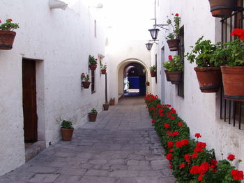 Potted plants on wall