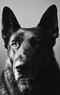 Close-up portrait of a dog