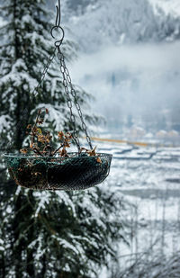 Close-up of snow on tree during winter