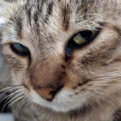 Close-up portrait of a beautiful cat