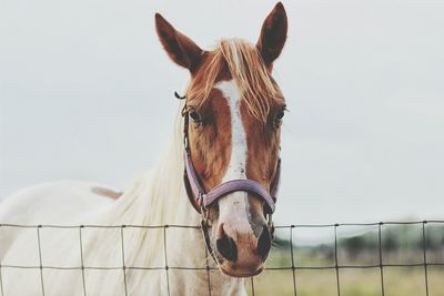 Portrait of horse in pen against sky