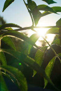 Close-up of leaves on sunny day