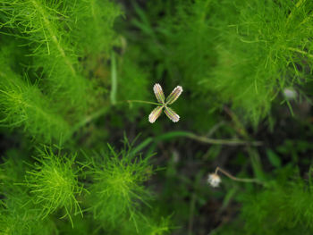 High angle view of plant on field