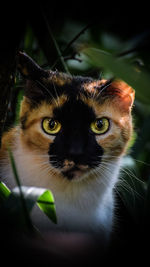 Close-up portrait of cat