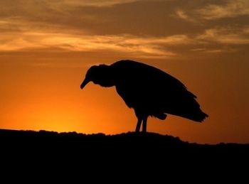 Animal on landscape at sunset