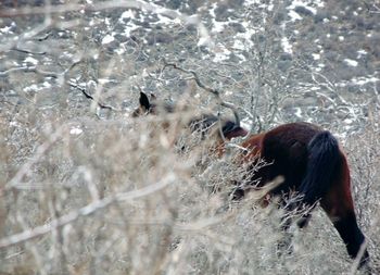 Man in birds in winter