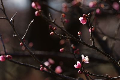 Close-up of pink flowers on branch