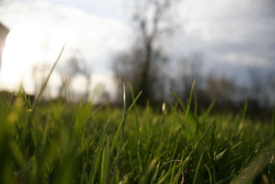 Close-up of grass growing on field