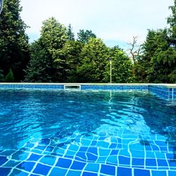 Swimming pool by trees