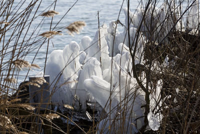 White swans in lake