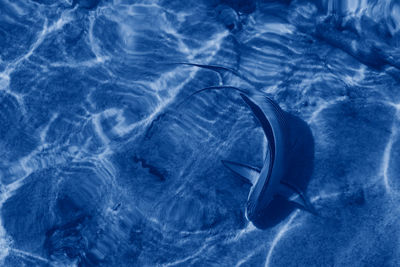 Fish swimming in sea