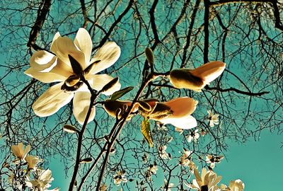 Low angle view of flowers against bare tree