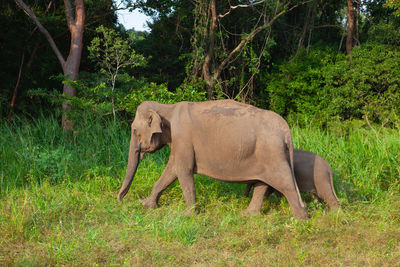 Elephant standing in a forest