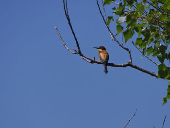 Low angle view of bird perching on tree against sky