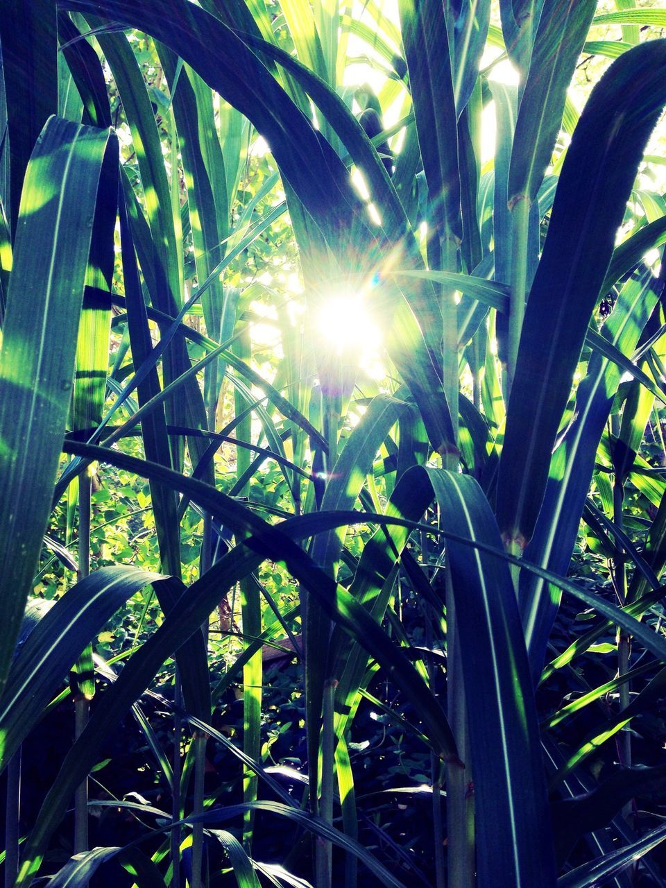 sun, sunbeam, sunlight, growth, lens flare, leaf, tree, nature, low angle view, plant, sunny, beauty in nature, green color, outdoors, day, tranquility, no people, close-up, back lit, branch