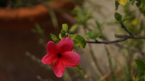 Close-up of pink rose flower