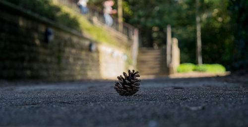 Close-up of plant on road