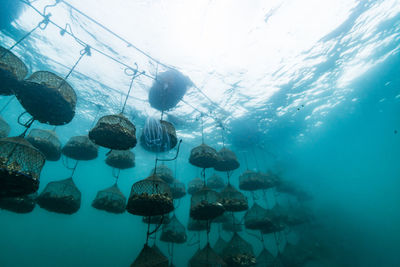 High angle view of fishes swimming in sea