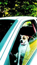 Dog looking through car window